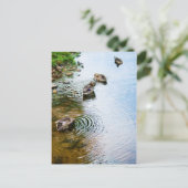 Carte Postale Canards adultes 2 (Debout devant)