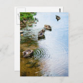 Carte Postale Canards adultes 2 (Devant / Derrière)