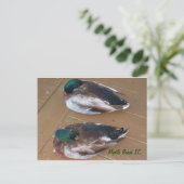 Carte Postale Canards-allards pondus sur le quai (Debout devant)