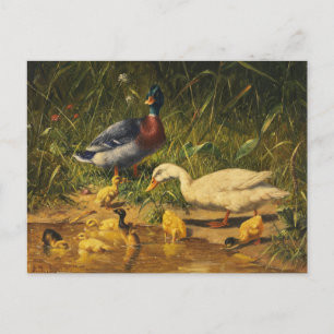 Carte Postale Canards avec leurs jeunes à l'eau par Carl Jutz
