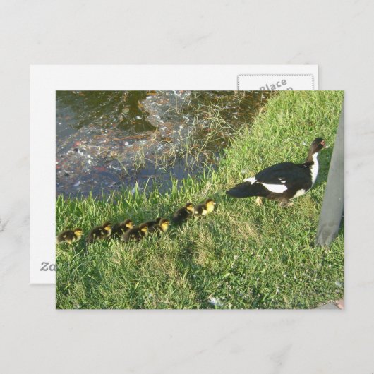 Carte Postale canards bébés :) (Devant / Derrière)