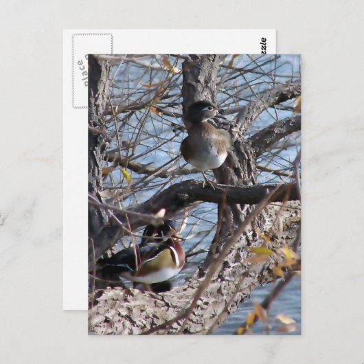 Carte Postale Canards branchus dans un arbre (Devant / Derrière)