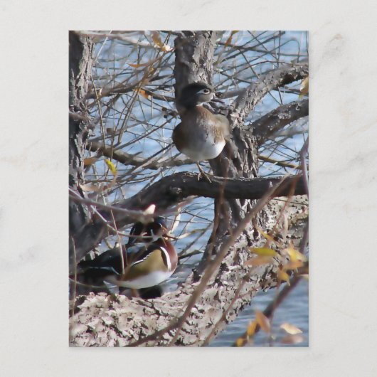 Carte Postale Canards branchus dans un arbre (Devant)