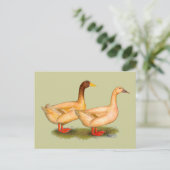 Carte Postale Canards : Buff Orpington (Debout devant)