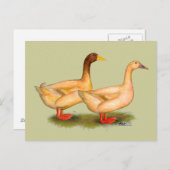 Carte Postale Canards : Buff Orpington (Devant / Derrière)