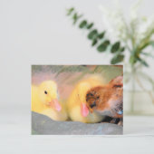 Carte Postale Canards caricaturaux et poussins (Debout devant)