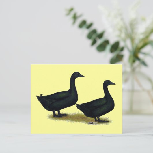 Carte Postale Canards : Cayugas noirs (Debout devant)