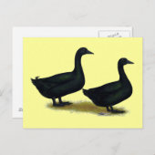 Carte Postale Canards : Cayugas noirs (Devant / Derrière)