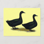 Carte Postale Canards : Cayugas noirs (Devant)