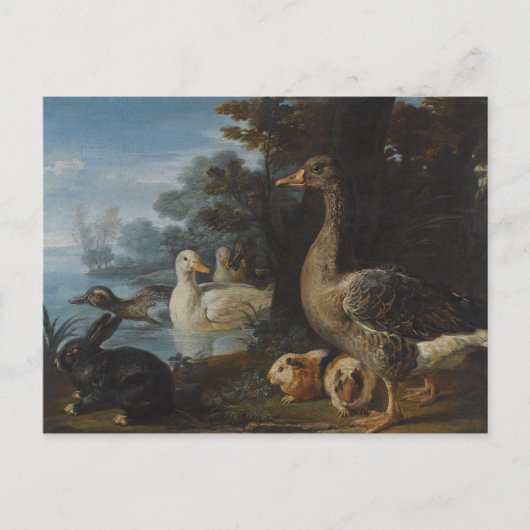 Carte Postale Canards Cochons de Guinée et un lapin dans un pays (Devant)