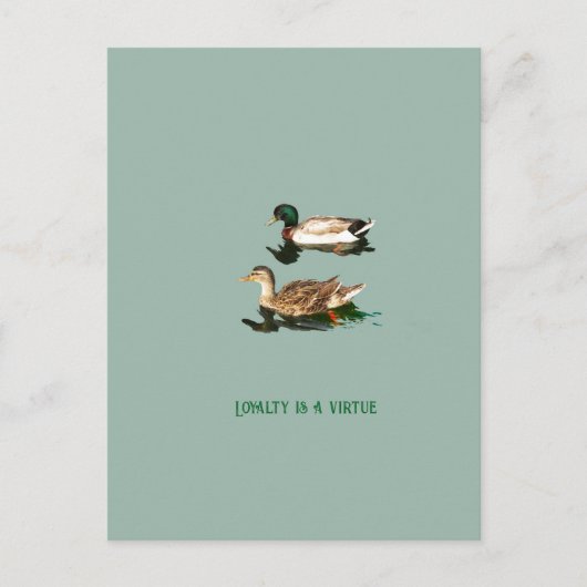 Carte Postale Canards colverts (Devant)