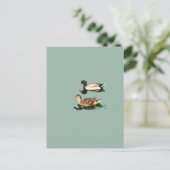 Carte Postale Canards colverts (Debout devant)