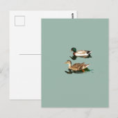 Carte Postale Canards colverts (Devant / Derrière)