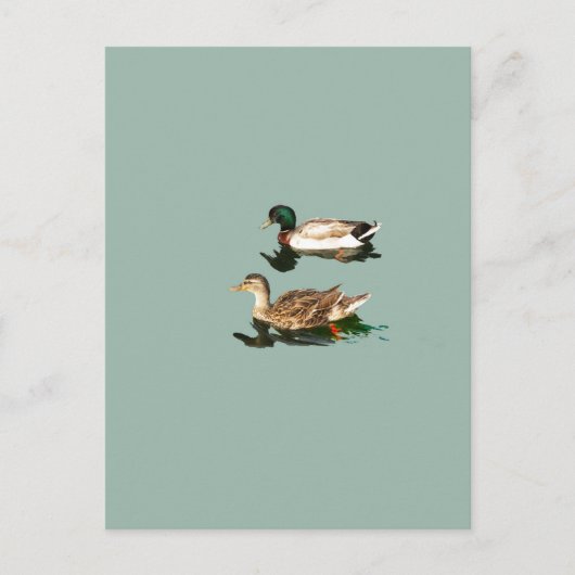 Carte Postale Canards colverts (Devant)
