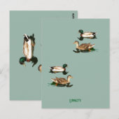Carte Postale Canards colverts (Devant / Derrière)