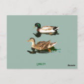 Carte Postale Canards colverts (Dos)