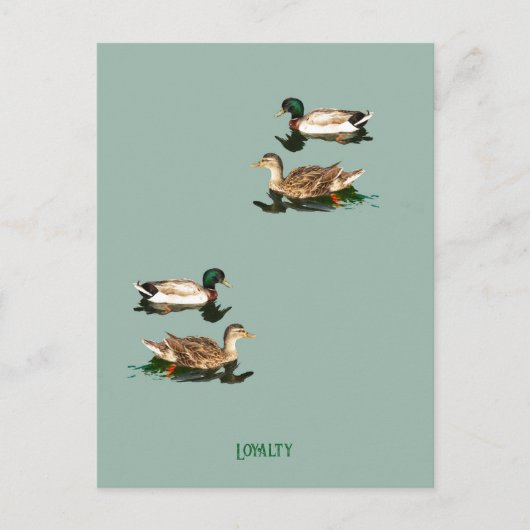 Carte Postale Canards colverts (Devant)