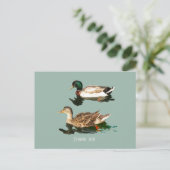 Carte Postale Canards colverts (Debout devant)