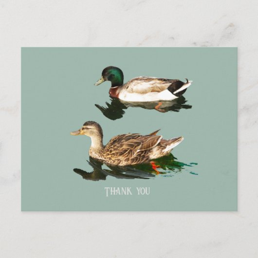 Carte Postale Canards colverts (Devant)