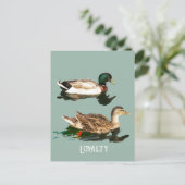 Carte Postale Canards colverts (Debout devant)