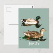 Carte Postale Canards colverts (Devant / Derrière)