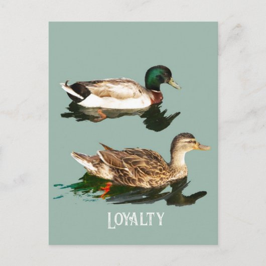 Carte Postale Canards colverts (Devant)