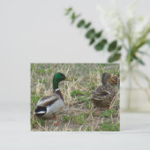 Carte Postale Canards colverts B12 Couple (Debout devant)
