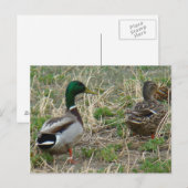 Carte Postale Canards colverts B12 Couple (Devant / Derrière)