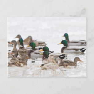 Carte Postale Canards colverts dans une zone humide en hiver