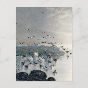 Carte Postale Canards, colverts et cygnes sur le lac au coucher