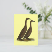 Carte Postale Canards coureurs de chocolat (Debout devant)
