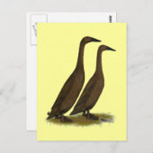 Carte Postale Canards coureurs de chocolat (Devant / Derrière)