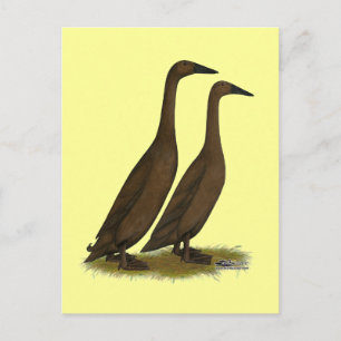 Carte Postale Canards coureurs de chocolat