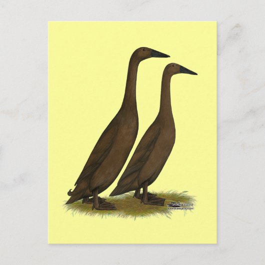Carte Postale Canards coureurs de chocolat (Devant)