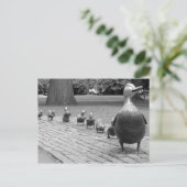 Carte Postale Canards dans le jardin public - Boston (Debout devant)