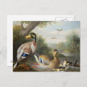 Carte Postale Canards dans un paysage fluvial (Devant / Derrière)