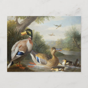 Carte Postale Canards dans un paysage fluvial