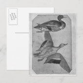 Carte Postale Canards, de l'Album Vallardi (Devant / Derrière)