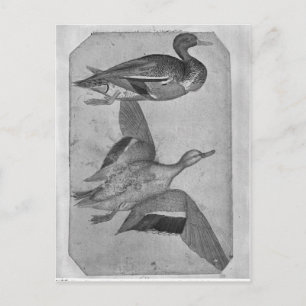 Carte Postale Canards, de l'Album Vallardi