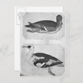 Carte Postale Canards, de l'Album Vallardi (Devant / Derrière)
