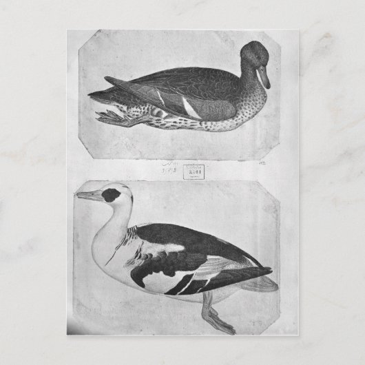 Carte Postale Canards, de l'Album Vallardi (Devant)