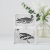 Carte Postale Canards, de l'Album Vallardi (Debout devant)