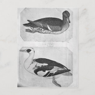 Carte Postale Canards, de l'Album Vallardi