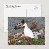 Carte postale Canards de River Cam (Devant / Derrière)