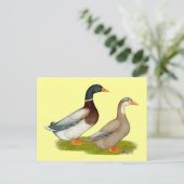 Carte Postale Canards de Saxe (Debout devant)