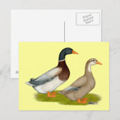 Carte Postale Canards de Saxe (Devant / Derrière)