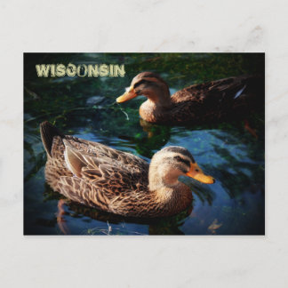Carte Postale Canards du Wisconsin