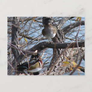 Carte Postale Canards en bois dans un arbre