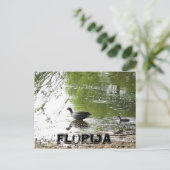 Carte Postale Canards en Floride (Debout devant)