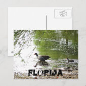 Carte Postale Canards en Floride (Devant / Derrière)